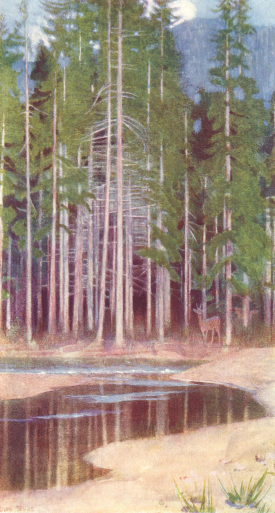 SLOVAKIA. Pines, Tatra 1909 old antique vintage print picture